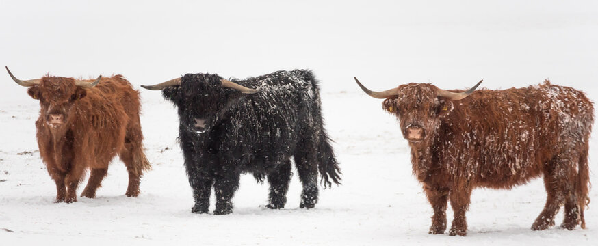 Norwegian Bulls in winter.  Lofoten. Norway