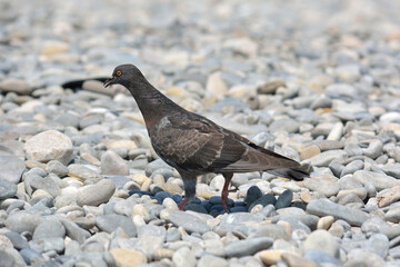 pigeon on the beach with stones