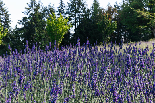 Lavender growing in lavender field