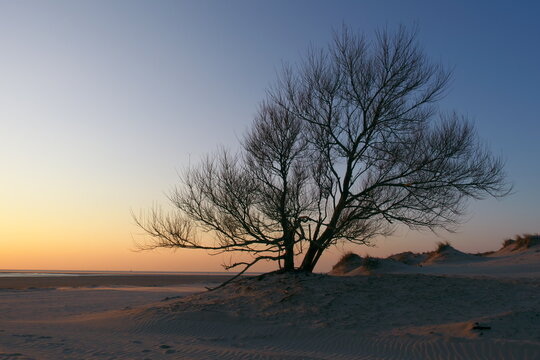Windgebeugter Baum im Abendlicht, Borkum