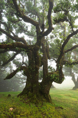 Otherworldly old stinkwood laurel tree (Ocotea foetens), covered with moss and fern, in the ancient laurel forest of Fanal, Madeira, Laurissilva Nature Reserve