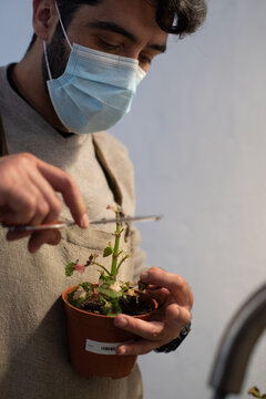 Close up to the expert hands intervening on a plant