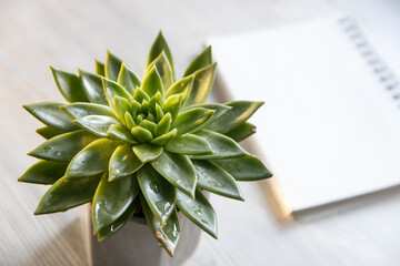 Echeveria in a beautiful ceramic pot on a beige table next to a white spring notepad in the kitchen as an interior decoration. Place for text. Copy space