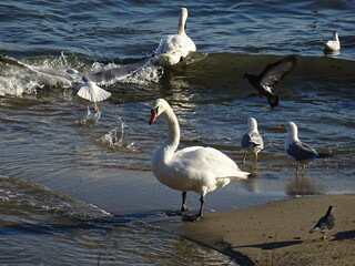 Beautiful swan birds at sunset in the Black Sea in Varna - BG 
