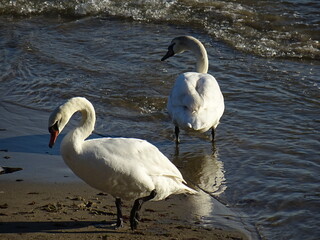 Beautiful swan birds at sunset in the Black Sea in Varna - BG 