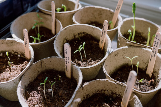 Seedlings grow in cardboard pots