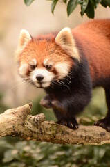 レッサーパンダ