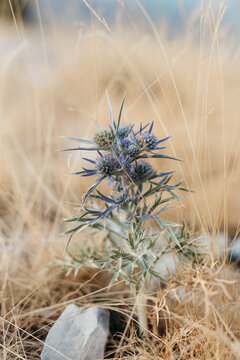 Wild flower