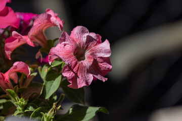 wilting dark pink petunia flowers with blurred background