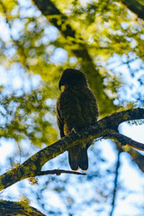 Kea - alpine parrot
