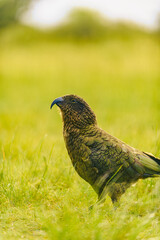 Kea - alpine parrot