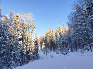snow covered trees, Baiului Mountains, Romania 