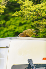 Kea - alpine parrot