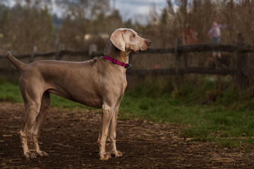  2022-03-15 A LIGHT GRAY COLORED WEIMRANER DOG STANDING IN A OPEN FIELD AT A OFF LEASH DOG AREA AT...