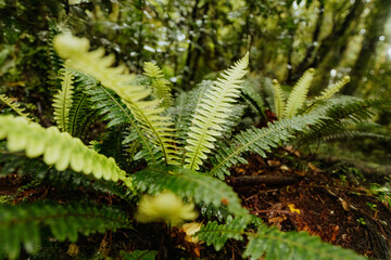 Green fern