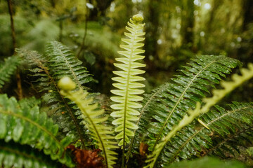 Green fern