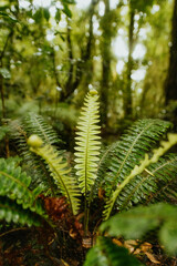 Green fern