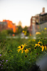 flowers at the skyline