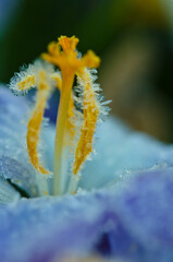 a violet crocus with frozen crystal on its leafs in spring