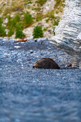Seal