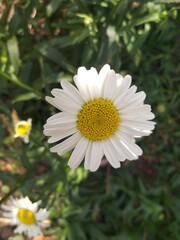 Fototapeta premium white daisy flower