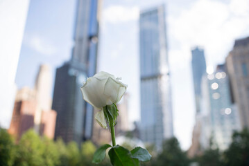 white rose in a memorial