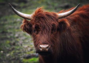 Portrait of a Highland cow that originates from Scotland