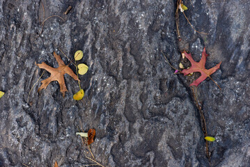 leaves on a rock