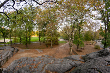 tree in the park