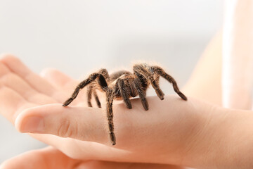 Female hands with scary tarantula spider in room, closeup