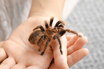Female hands with scary tarantula spider in room, closeup