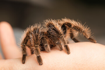 Female hand with scary tarantula spider in room, closeup