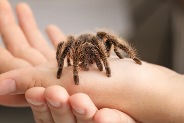 Female hands with scary tarantula spider, closeup