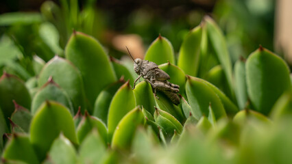 Grasshopper in a plant