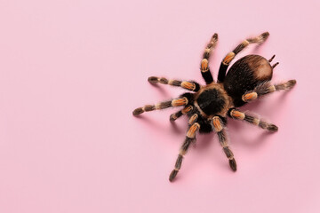 Scary tarantula spider on pink background