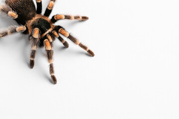 Scary tarantula spider on white background