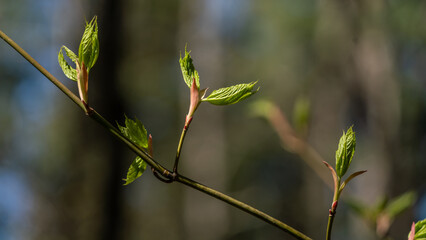bud of a tree in spring