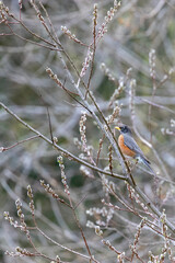 red robin sitting in blooming tree with flowers