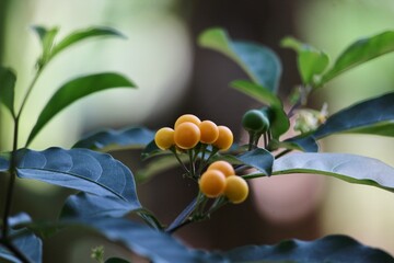 Solanum diphyllum Fruits in the backyard 