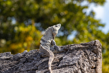 iguana on a rock from bacalar.