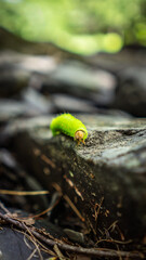 Caterpillar 
