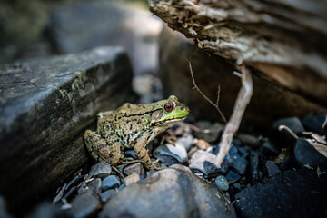 frog on the stone