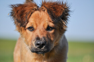 Dog looking into the camera 