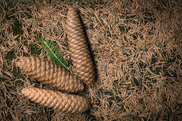Cones