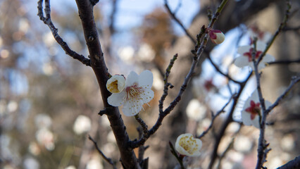 日本に咲く白梅の花