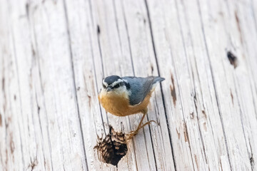 red-breasted nuthatch standing near a whole pecked out of a wooden pole