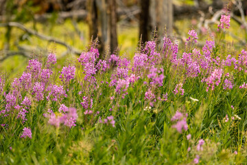 Obraz premium Patch of Fireweed Blooms In Summer