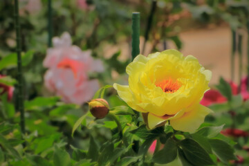 新緑と美しい黄色い牡丹の花