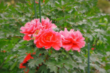 美しいピンクの牡丹の花