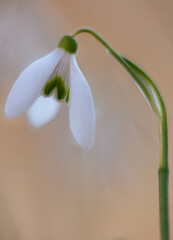 snowdrop flower in spring